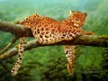 leopardo 10